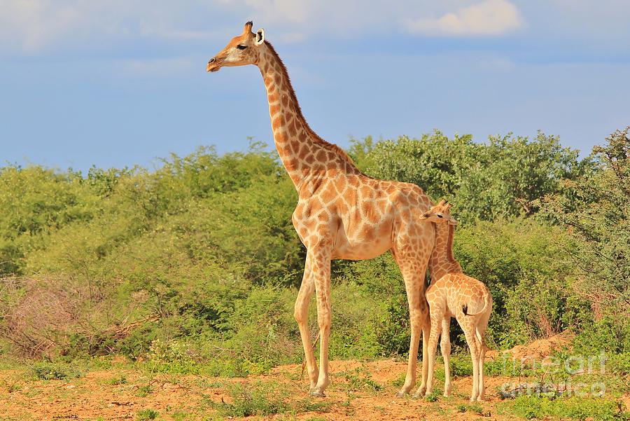 Giraffe - African Wildlife Background - Mom Is My Best Friend Photograph