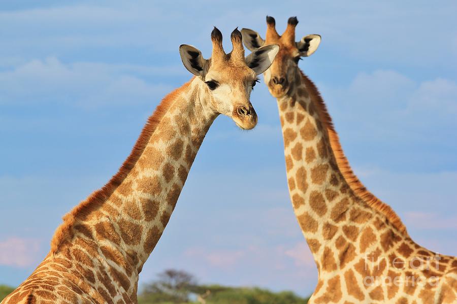 Giraffe - African Wildlife Background - Symmetry In Nature Photograph
