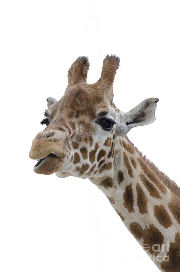 Giraffe - colour Photograph by Steev Stamford