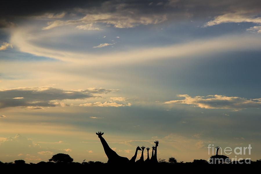 Giraffe - Epic Beauty In Nature Photograph