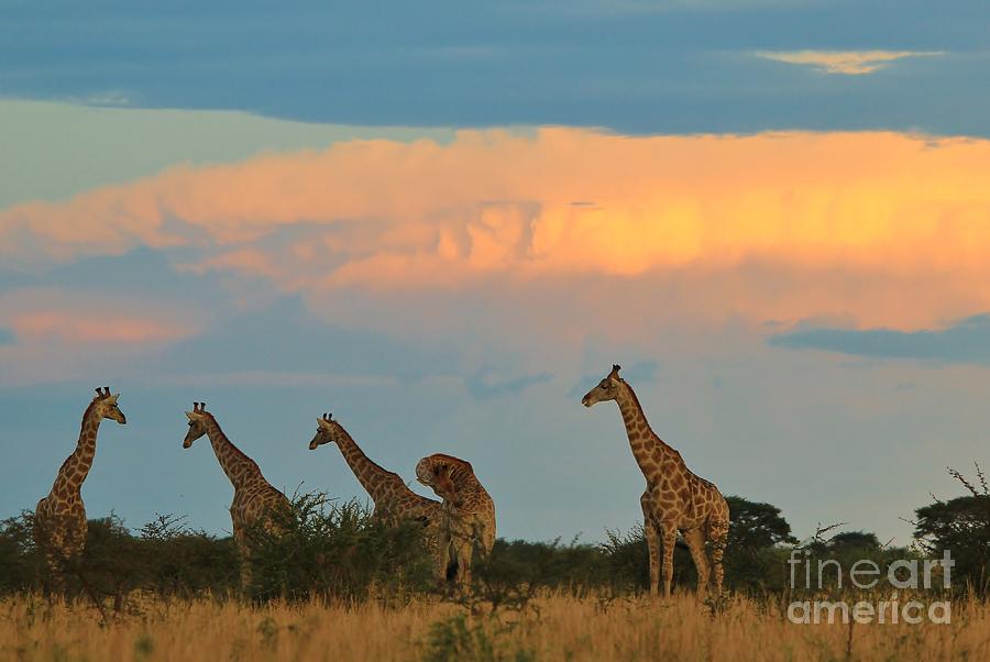 Giraffe - Sunset Storm Super Colors Photograph