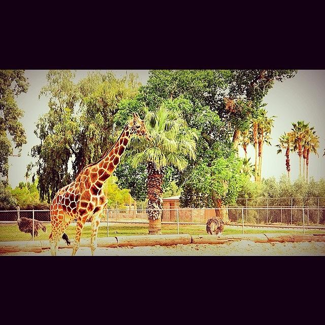 Nature Photograph - giraffe - @wildelifezoo In Az, The by Gristine Francina F. Tyler Ii