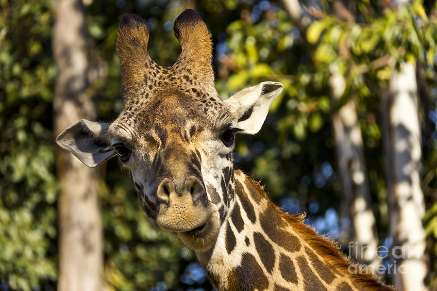 Giraffe 1 Photograph by David Doucot