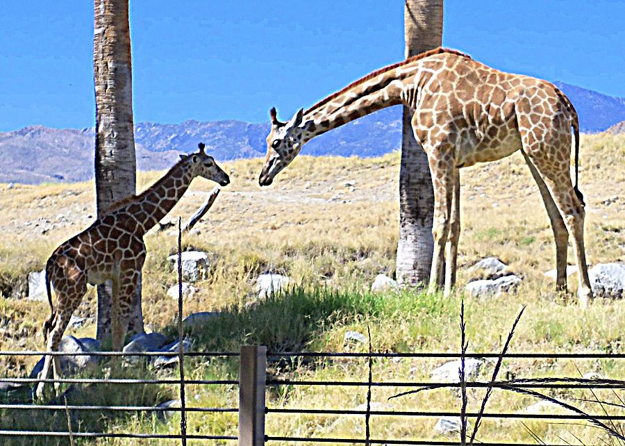 Giraffe 1 Photograph by Ron Kandt