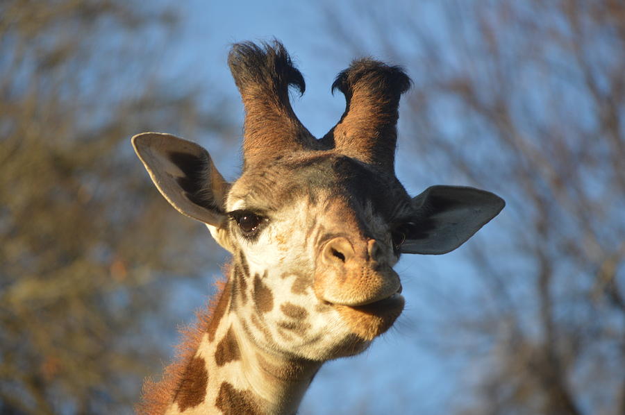 Wildlife Photograph - Giraffe 11 by Brad Kennedy