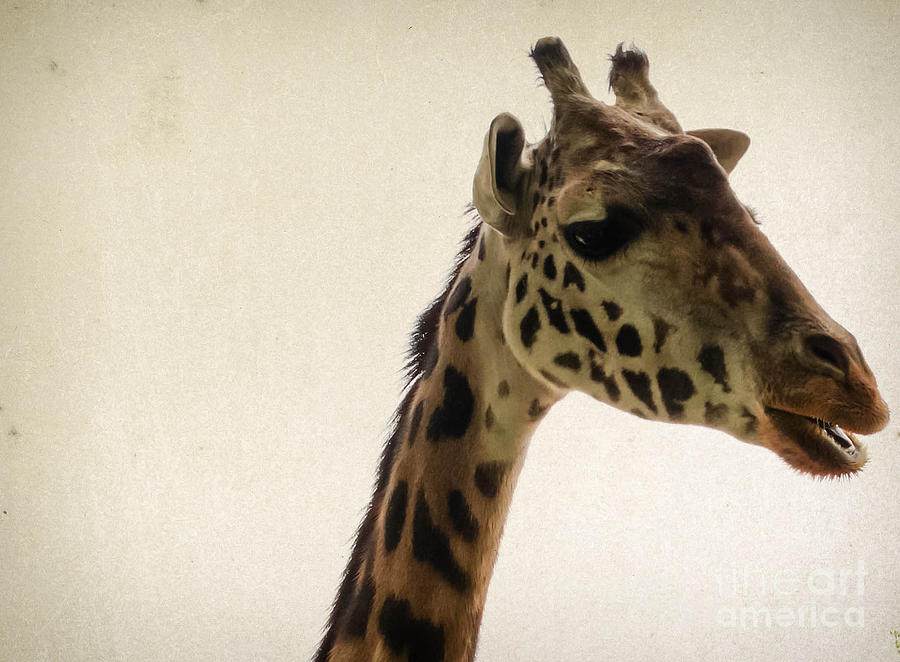 Giraffe 2 Photograph by Andrea Anderegg
