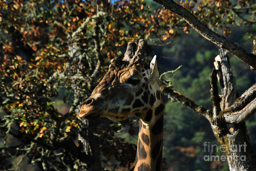 Giraffe 2 Photograph by Frank Larkin