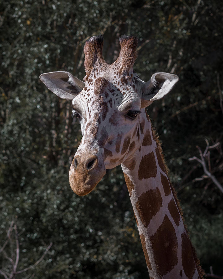 Giraffe 5 Photograph by Ernest Echols