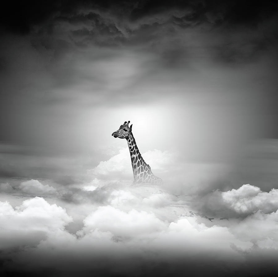 Giraffe Above The Clouds Photograph by Rui Almeida Fotografia