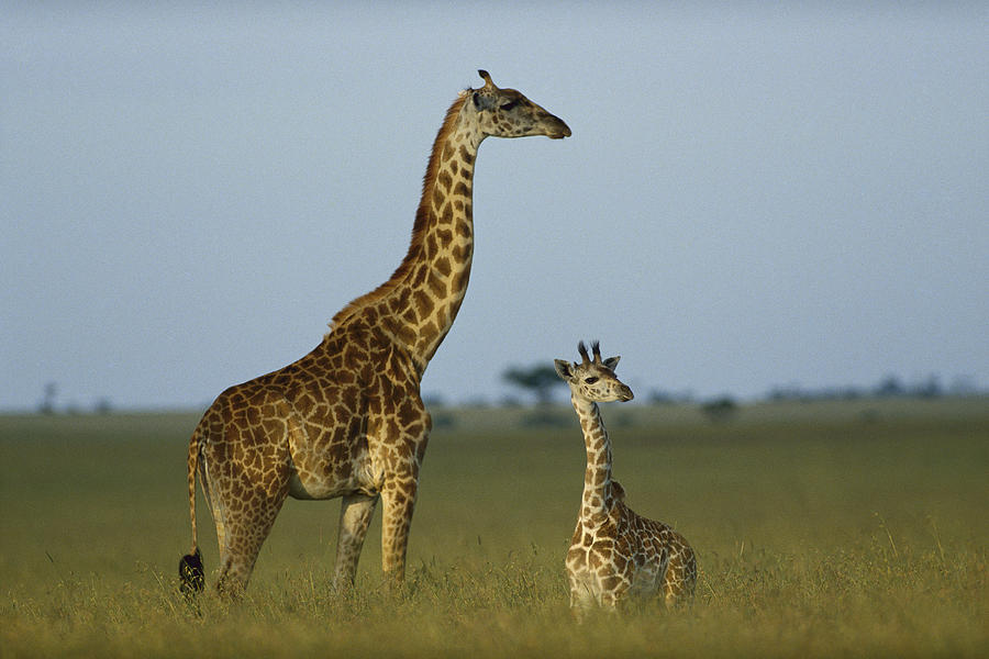 Giraffe Adult And Foal On Savanna Kenya Photograph by Tim Fitzharris