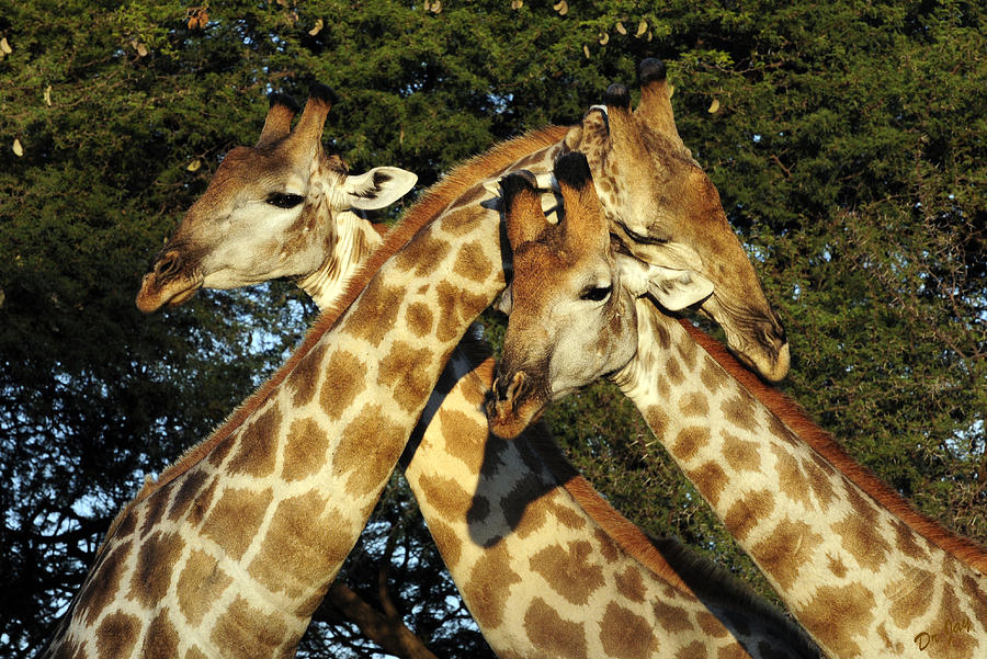 Giraffe Photograph - Giraffe Affection by Jay Walshon MD Giraffe Photograph - Giraffe Affection by Jay Walshon MD