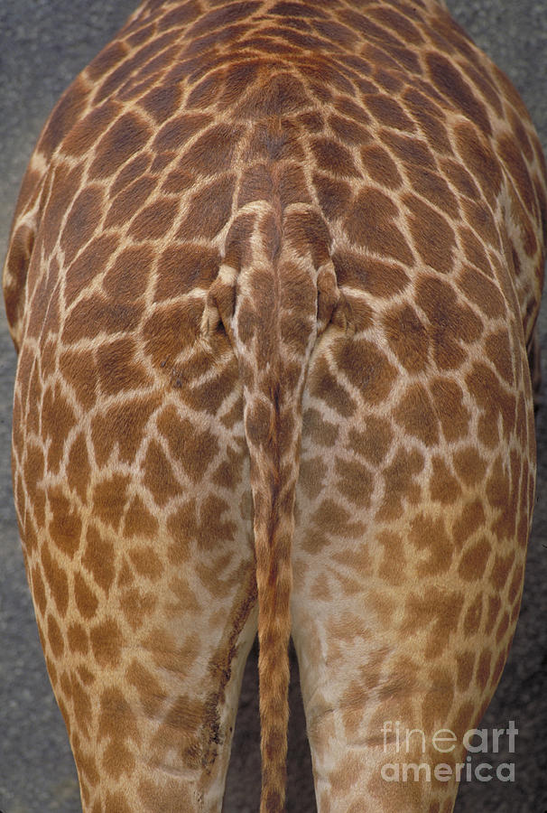Giraffe. Africa Photograph by Art Wolfe
