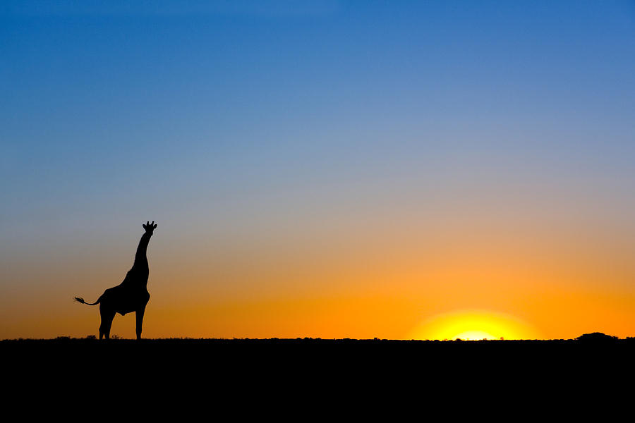 Giraffe Against the Setting Sun Photograph by Vincent Grafhorst