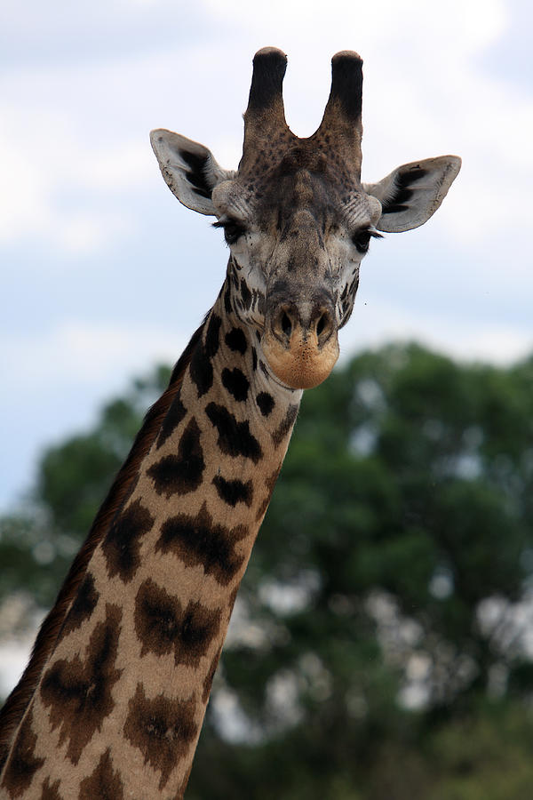 Wildlife Photograph - Giraffe  by Aidan Moran
