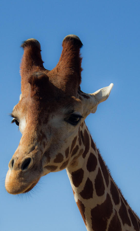 San Diego Photograph - Giraffe by Amelia Kraemer