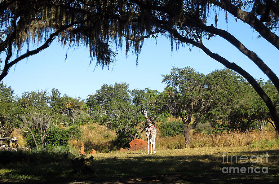 Giraffe among the trees Photograph by Nora Martinez