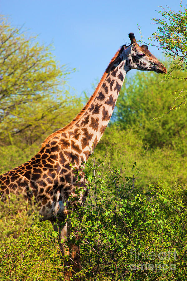 Giraffe among trees. Safari in Serengeti. Tanzania Photograph by Michal Bednarek