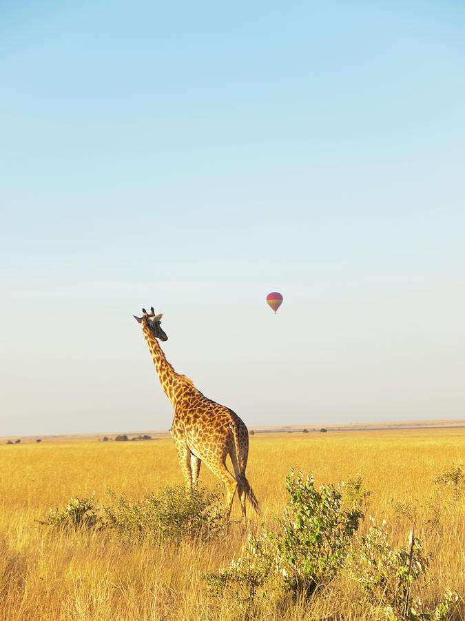 Giraffe And Ballon Photograph by Helovi