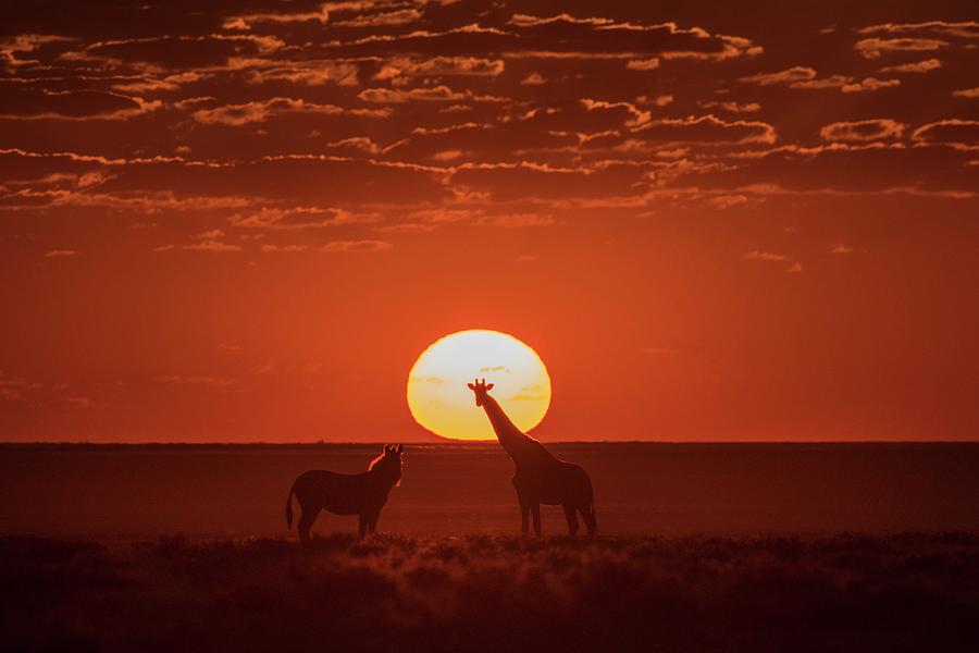 Giraffe And Burchells Zebra At Sunset Photograph by Tony Camacho/science Photo Library