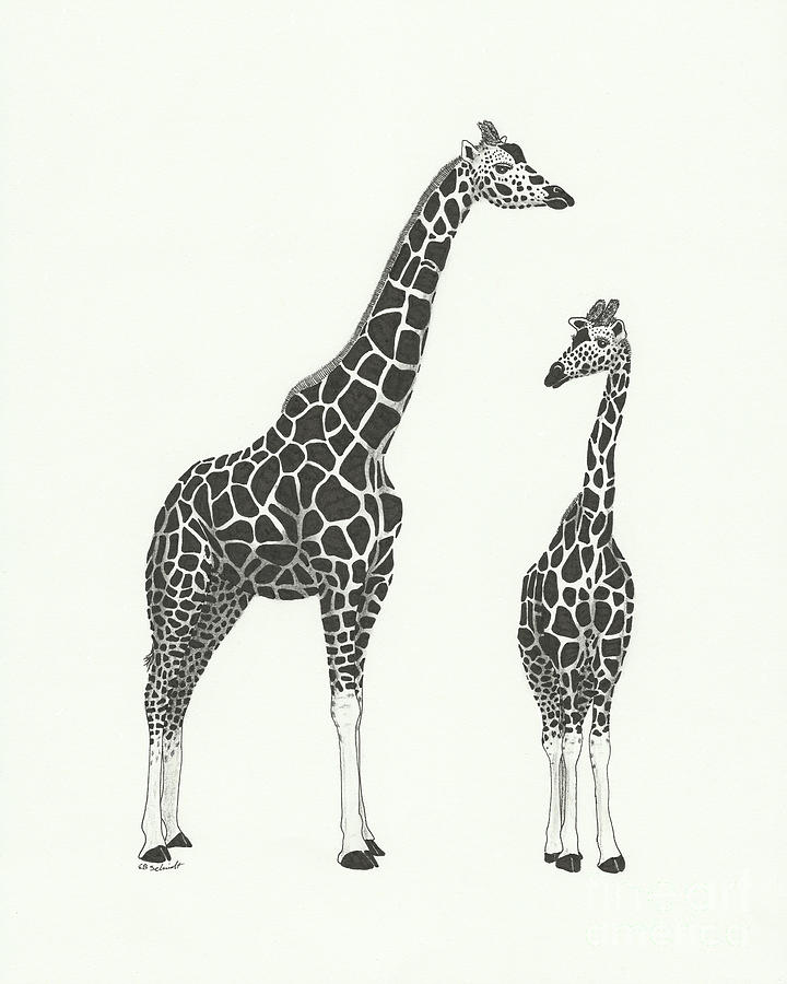 Giraffe and Calf Drawing by E B Schmidt