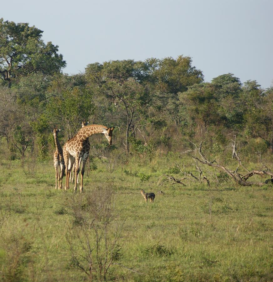 Giraffe and Jackal Standoff Photograph by Brian Kamprath - Fine Art America