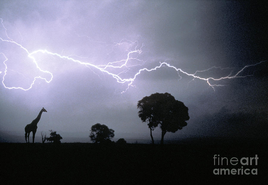 Giraffe And Lightning Photograph by Mark Newman