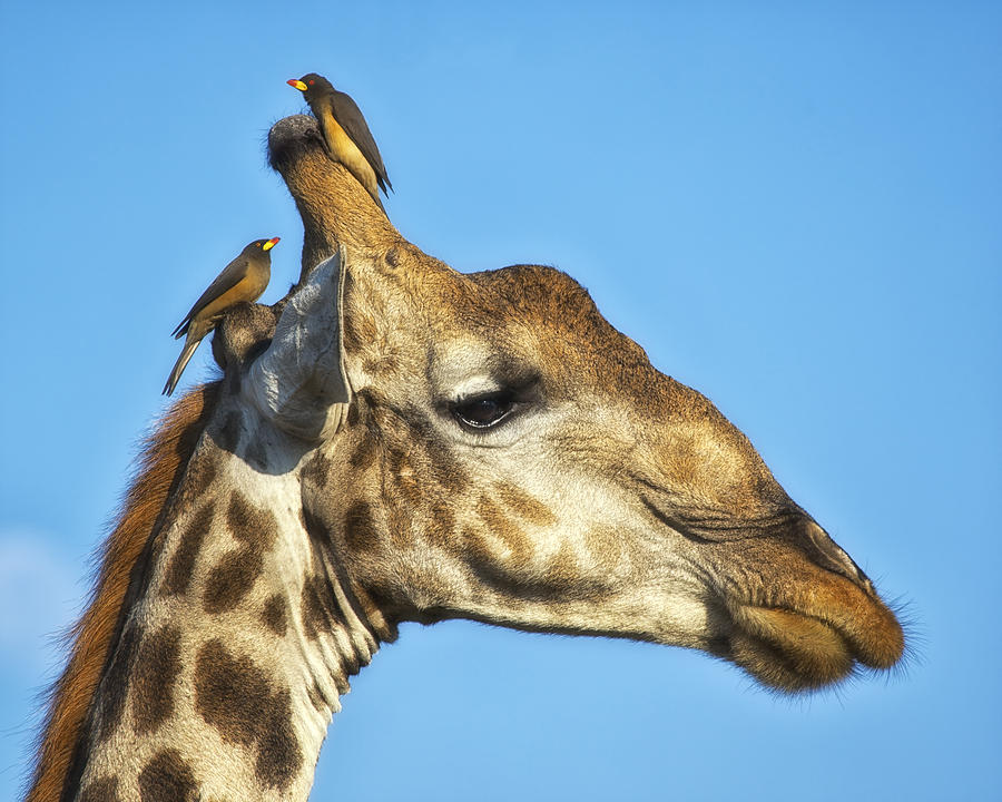 Giraffe and Oxpeckers Photograph by Gigi Ebert