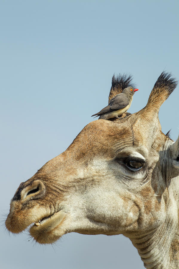 Giraffe And Red-billed Oxpecker, Moremi Photograph by WorldFoto