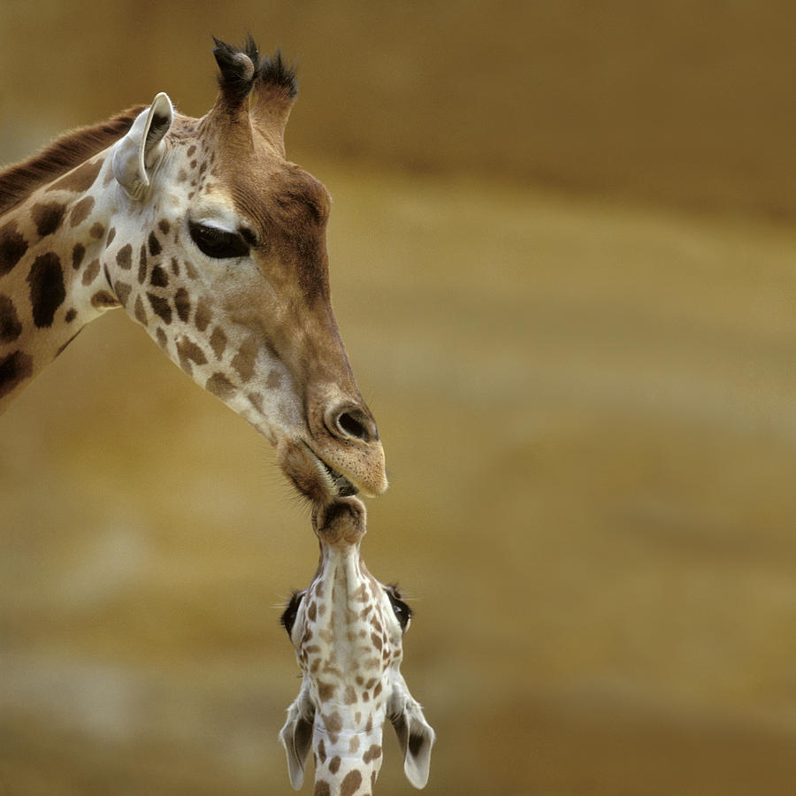 Giraffe And Young Photograph by Jean-Michel Labat