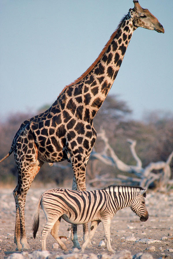 Animal Photograph - Giraffe And Zebra At A Waterhole by Robert Caputo