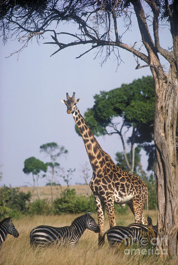 Mammal Photograph - Giraffe And Zebras by Gregory G. Dimijian