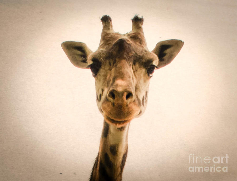 Giraffe Photograph by Andrea Anderegg
