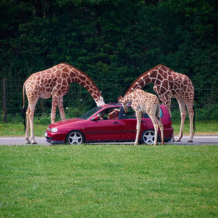 Giraffe. Animal Studies Photograph by Jouko Lehto