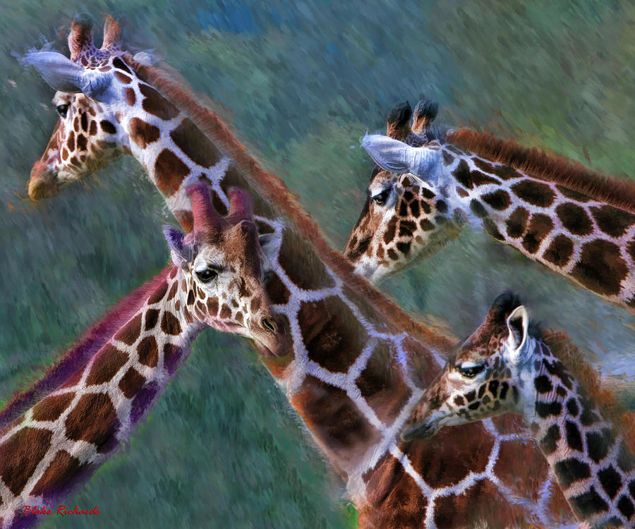 Giraffe Art Photograph by Blake Richards