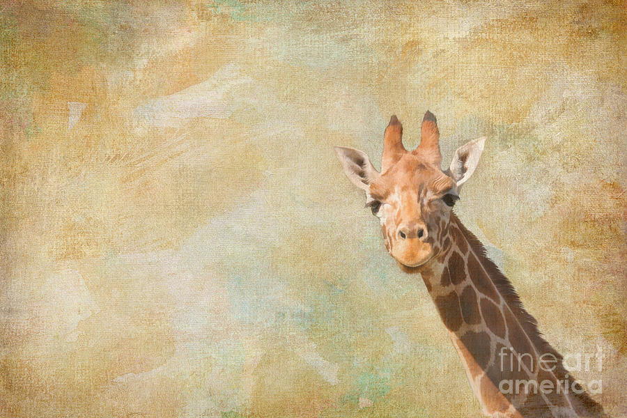 Giraffe Art Digital Art by Jayne Carney