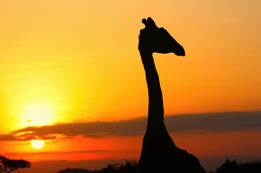 Sunset Photograph - Giraffe at Dawn by Amanda Stadther