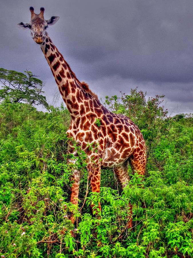 Giraffe at Masai Mara Game Reserve in Kenya Photograph by Paul James Bannerman