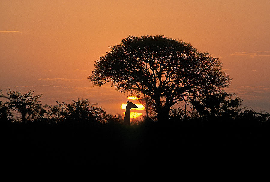 Giraffe At Sunset Photograph