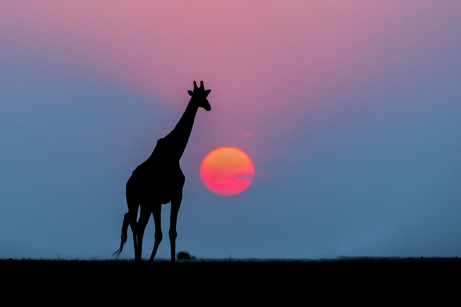 Animal Photograph - Giraffe At Sunset Chobe Np Botswana by Andrew Schoeman