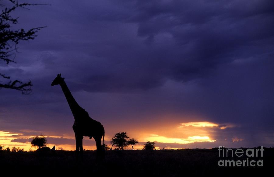 Giraffe At Sunset, Kenya, Africa Photograph by Bill Bachmann