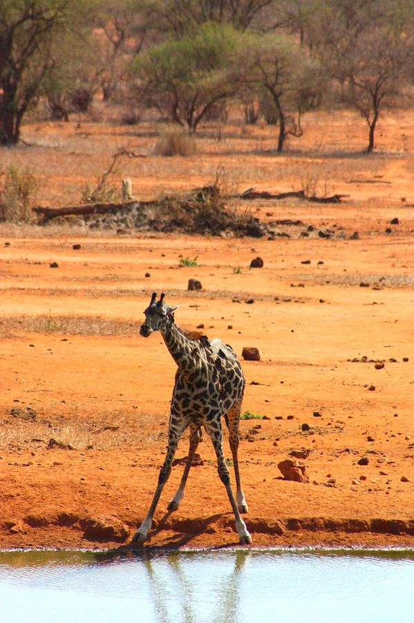 Giraffe At Waterhole Photograph