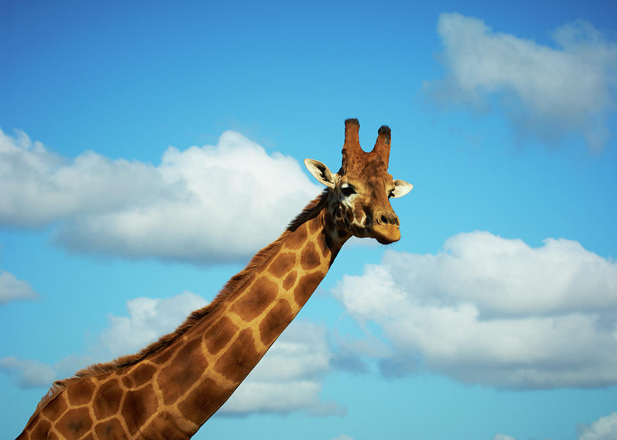 Giraffe At Werribee Zoo Photograph by James Braund