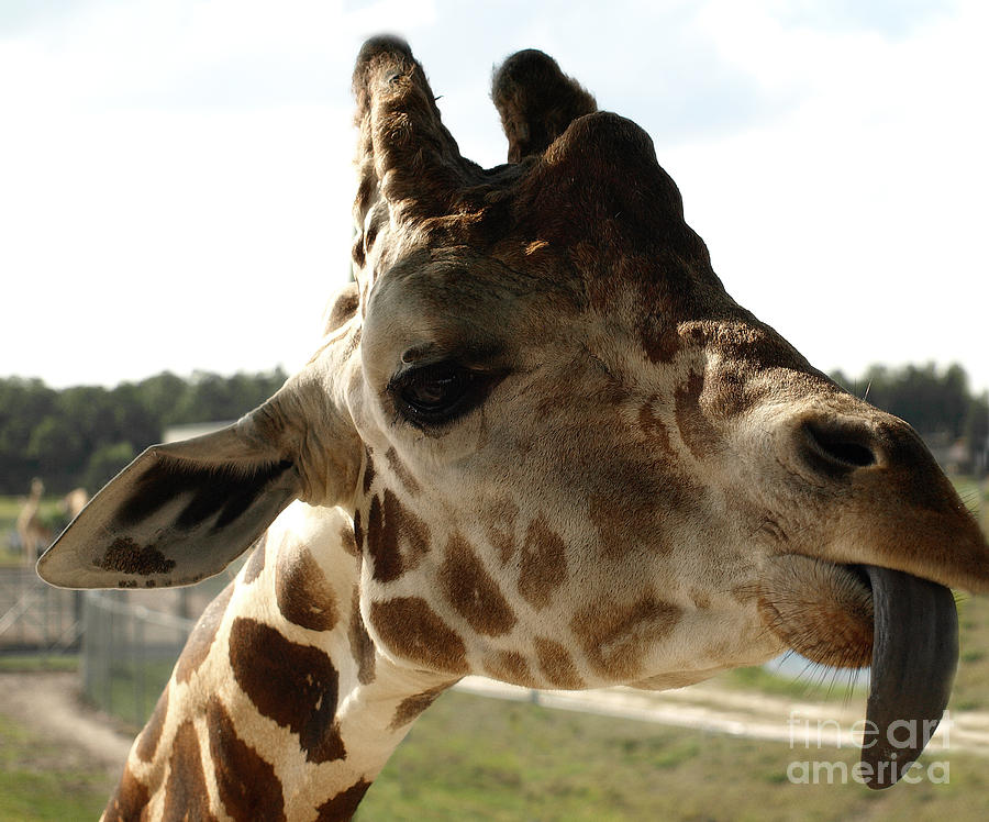 Giraffe Attitude  Photograph by Raymond Earley