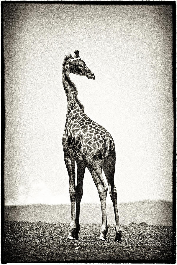 Giraffe Backward Glance Photograph by Mike Gaudaur