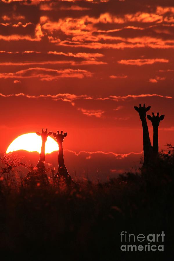 Sunset Photograph - Giraffe Beauty and Wilderness by Andries Alberts
