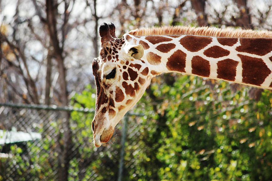 Giraffe Photograph by Becca Buecher