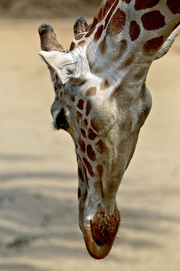 Wildlife Photograph - Giraffe Bending Low by Her Arts Desire