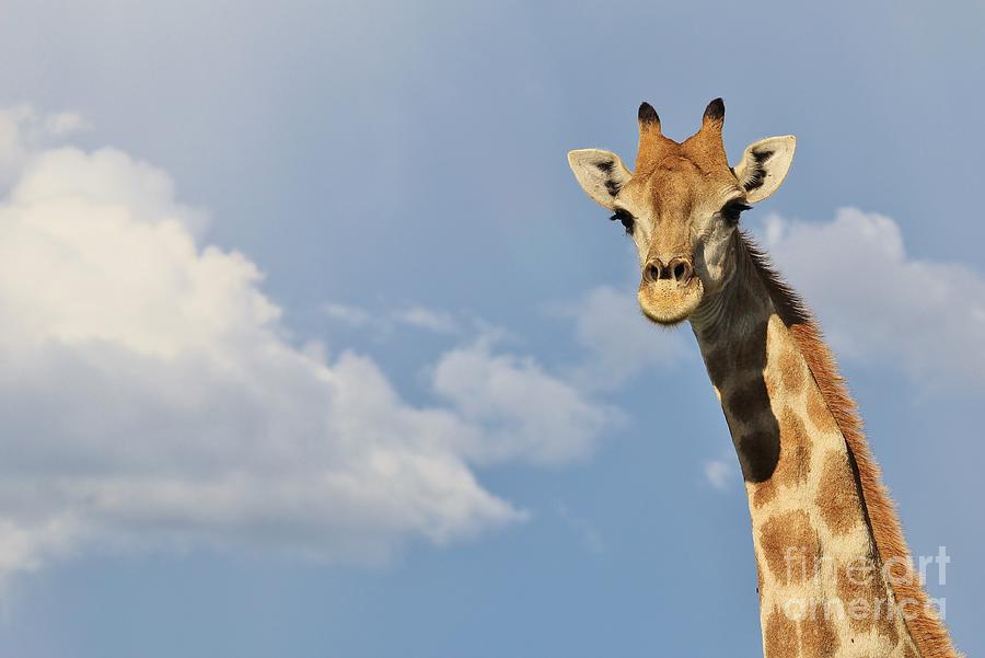Giraffe Blues Photograph