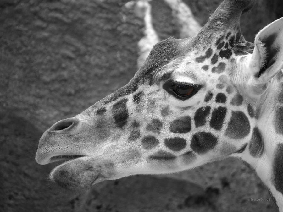 Giraffe Photograph - Giraffe by Dark Whimsy