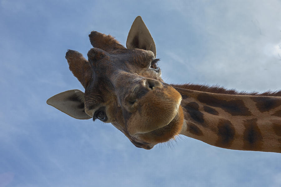 Giraffe Photograph by Brigitte Blättler